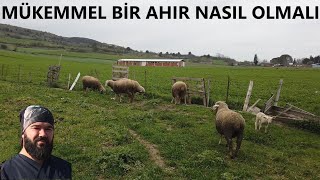 MÜKEMMEL KOYUN AHIRI Küçükbaş Damı Nasıl Olmalı [upl. by Ahsiem551]