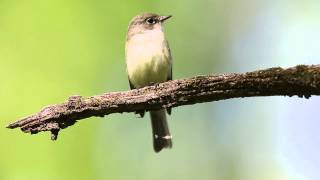 Least Flycatcher [upl. by Arahahs]