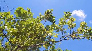 Pruning and Feeding a Lime Tree Organically [upl. by Abdel42]