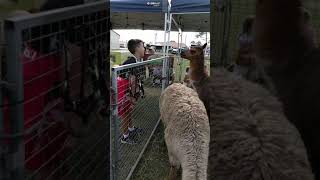 MUST WATCH My Llama Experience [upl. by Keli]