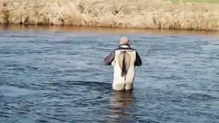 The Yorkshire Fly Fishers Club Water on the River Ribble [upl. by Higinbotham]