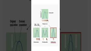 3 Types of Natural Selection Explained in 10 seconds shorts science [upl. by Lynett]