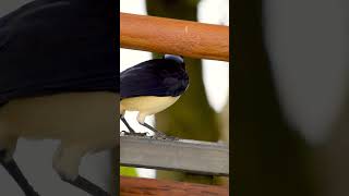 Urraca criolla Cyanocorax chrysops – Parque Nacional Iguazú – Buscado Fauna Short [upl. by Nuyh]