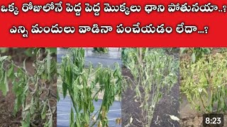 wilt problem in mirchi crop మిరపపంటలోమొక్కలుచనిపోతునవి విల్ట్ప్రాబ్లం గ్రోత్ మిరపపంట [upl. by Eesyak910]