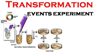 Bacterial Transformation experiment [upl. by Lionel]