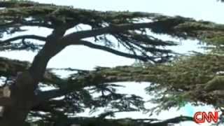 Cedars of Lebanon [upl. by Foley408]