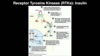 Biosignaling  Receptor Tyrosine Kinases amp Insulin [upl. by Player]