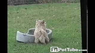 Dog Flips Out for His Bed PetTube [upl. by Bohman]