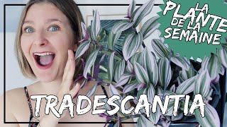 🌿 La Tradescantia Nanouk misère  conseils dentretien arrosage laplantedelasemaine​​​ [upl. by Ahsed]