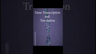 Gene transcription and translation animation shorts dna [upl. by Cown]