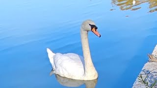 Kissena Park Flushing New York [upl. by Hgielyk]