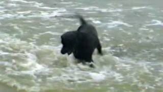 Barney swimming at LeeontheSolent Beach [upl. by Merow]