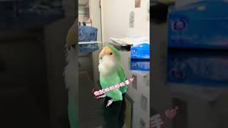 Hardworking and studious Camelus Lovebirds Cute pet raising story Cockatiel whistles [upl. by Ayt]