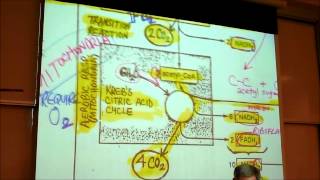 BIOLOGY CELLULAR RESPIRATION 2012 Part 2 by Professor Finkwmv [upl. by Daphene]