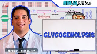 Metabolism  Glycogenolysis [upl. by Ahsitruc]