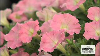 Surfinia The Worlds Best Petunias [upl. by Thurlough473]