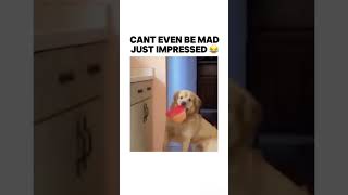 Can’t even be mad 😂 trending bruh dogs dog memes meme subscribe lol [upl. by Latton186]