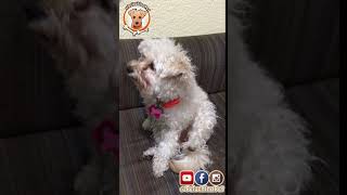 Perro ERUCTANDO 🐶 Justo cuando le dicen VIDEOS DE RISA [upl. by Dnumde]