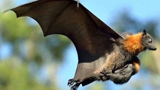 Grey headed flying foxes  Australia [upl. by Mcnally422]