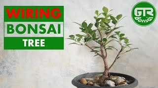 Bonsai Ficus Benjamina beringin kimeng [upl. by Anaerdna]