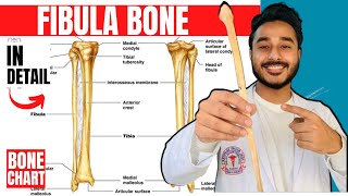 fibula bone anatomy 3d  anatomy of fibula bone attachments anatomy  bones of lower limb anatomy [upl. by Dyrrej47]