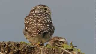 Little Owl  call of [upl. by Nama]