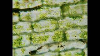 Elodea canadensis under microscope [upl. by Ennovad]