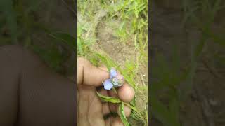 Commelina species Blue petals vs Purple petals [upl. by Leontine]