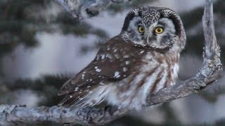 Boreal Owl Hunting in Daylight [upl. by Kramer6]