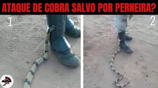 Ataque de Cobra Salvo por Perneira   Biólogo Henrique o Biólogo das cobras [upl. by Ahsiemak236]