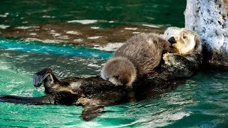 Lontra di mare  Una vita in acqua [upl. by Brouwer489]