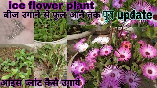 How to grow ice flower plant from seed with updateबीज से आइस प्लांट कैसे उगायेiceflowericeplant [upl. by Nyleuqaj]