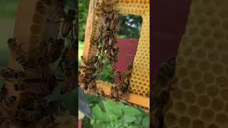 Flow Hive Update Do My Bees Prefer Traditional🍯Frames Over the Plastic Flow Frames Pt3 flowhive [upl. by Rimas753]