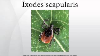 Ixodes scapularis [upl. by Azeria268]