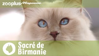 Portrait du Sacré de Birmanie  caractère mode de vie amp soins  Magazine zooplus [upl. by Eillod539]