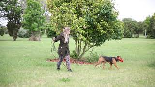 Muzzle Trained Dog [upl. by Skip]