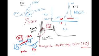 Epilepsy 6 by Coiled epileptogenesis penicillin paroxysmal depolarizing shift febrile seizures [upl. by Farlay31]