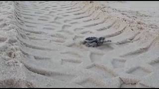 Hatchling Turtle Trapped in Car Tracks on Way to Sea [upl. by Buskus]