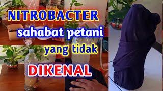 Inilah Manfaat Dan Cara Membuat Nitrobacter [upl. by Mclyman992]