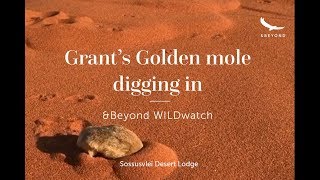 A Grants Golden mole digging in  Sossusvlei Desert Lodge  WILDwatch [upl. by Najram14]