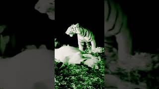 Tiger 🐯🐯🐯🐯 wildanimals [upl. by Gower336]