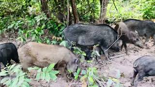 Wild Boars’ Favorite Food Are Greens 🥬 wildboar boars wildlife viral trending wildanimals [upl. by Arnelle227]