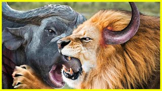 Crazy Angry Buffalos Attack Lions with Sharp horns to protect [upl. by Ahsiekam]