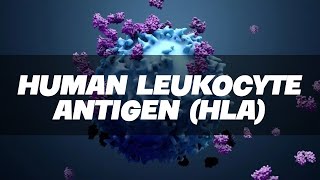 HLA  Human Leukocyte Antigen Simplified  Immunology [upl. by Storer845]