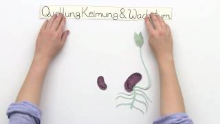 QUELLEN KEIMUNG WACHSTUM  Biologie  Biologie der Pflanzen und Pilze Mittelstufe [upl. by Legin968]