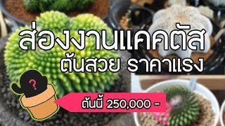 งานแคคตัส TAC 2022 บางต้นราคาหลักแสน และยังเป็นงานแอสโตร ที่ใหญ่ที่สุดในโลก [upl. by Linis141]