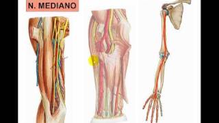 PEXO BRAQUIAL 2  N MEDIANOavi [upl. by Setiram]