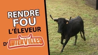 Rendre fou léleveur des vachettes dIntervilles [upl. by Sirroned]