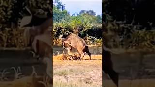 Buffalo Fights Back Epic Showdown as Lion Faces Brutal Attack [upl. by Enitsirt995]