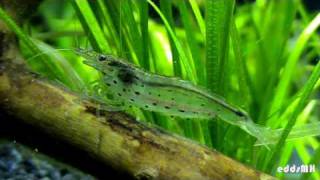 Caridina multidentata  japonica   AMANOGARNELE [upl. by Aitetel]